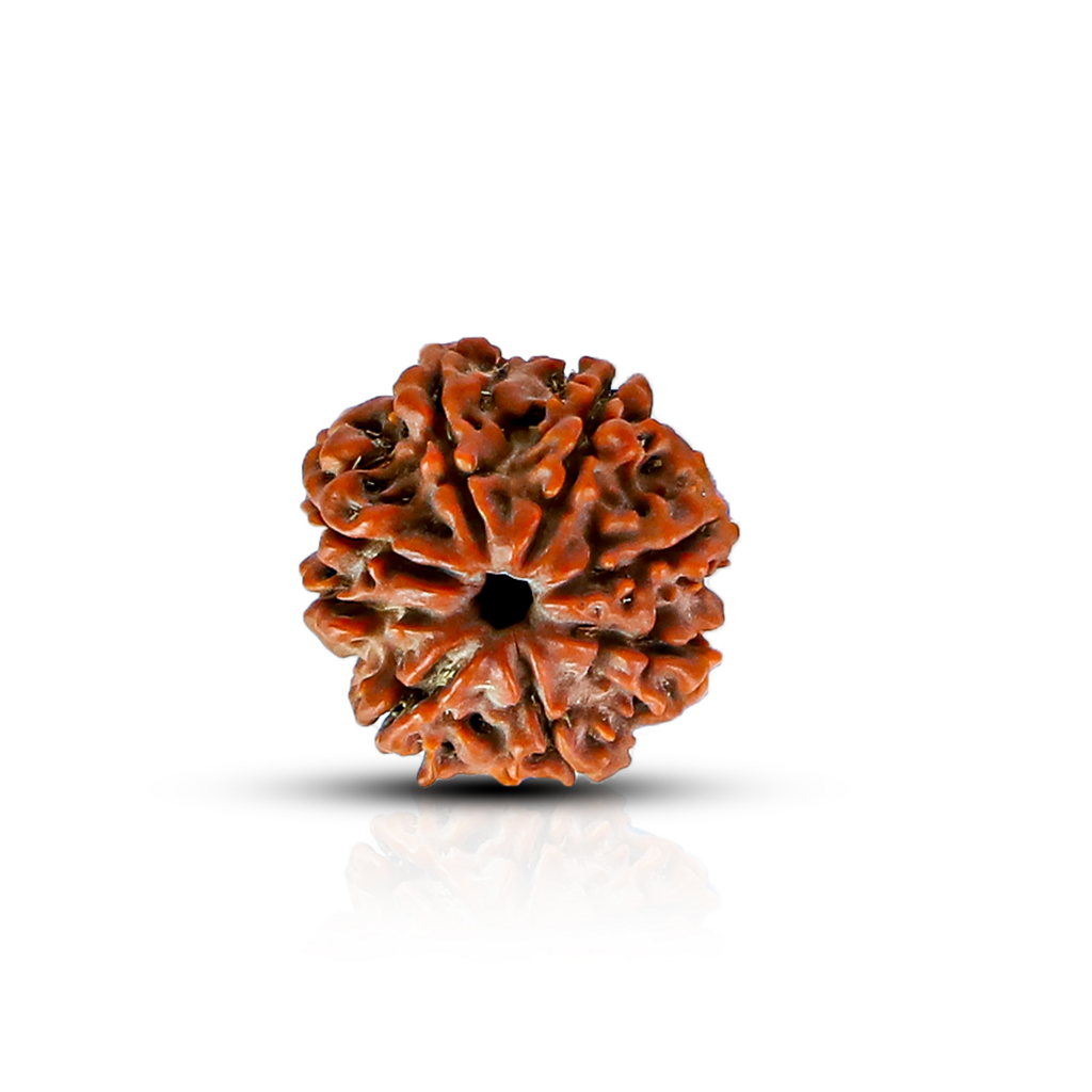 Natural 8 Mukhi Rudraksha (Nepali)