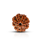 Natural 10 Mukhi Rudraksha (Nepali)