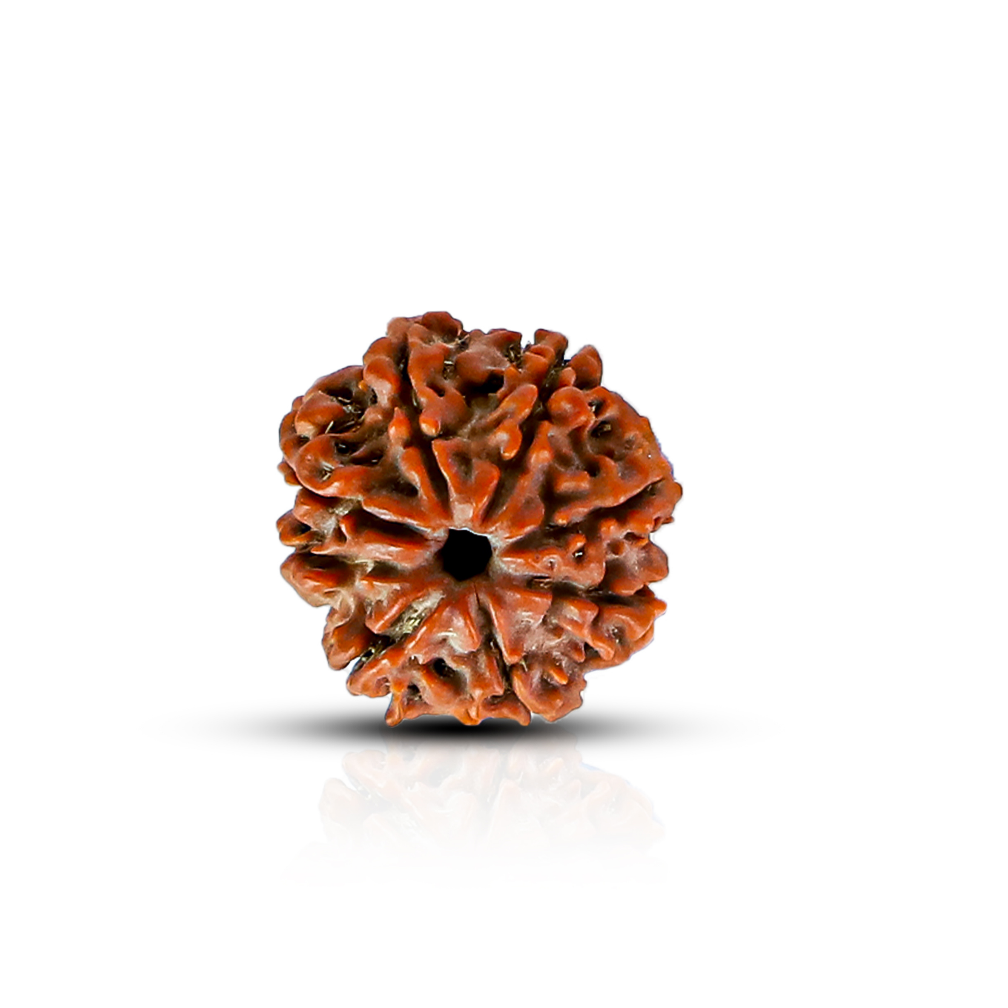 Natural 10 Mukhi Rudraksha (Nepali)