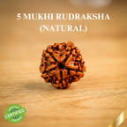 Natural 5 Mukhi Rudraksha (Nepali)