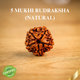 Natural 5 Mukhi Rudraksha (Nepali)