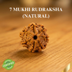 Natural 7 Mukhi Rudraksha (Nepali)