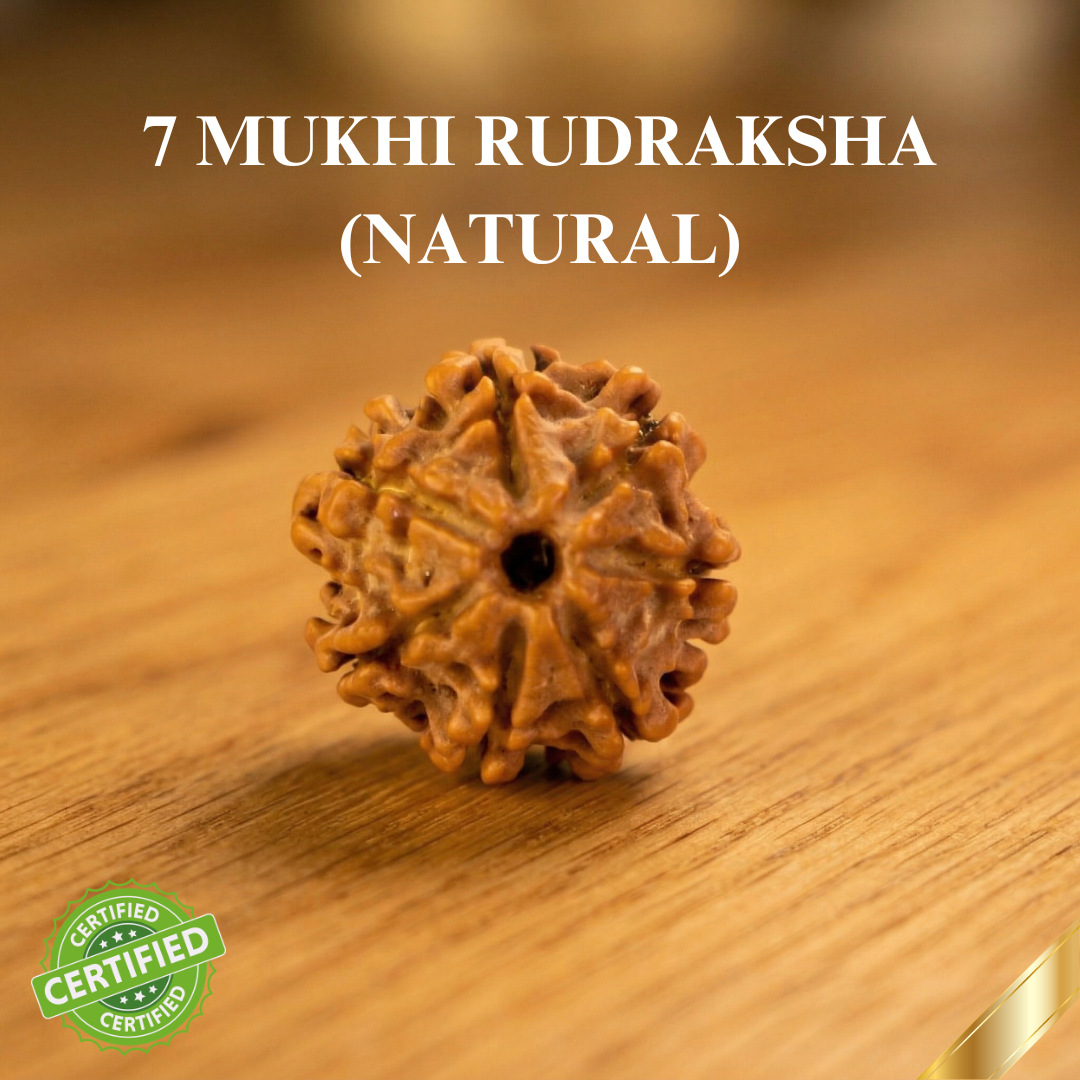 Natural 7 Mukhi Rudraksha (Nepali)